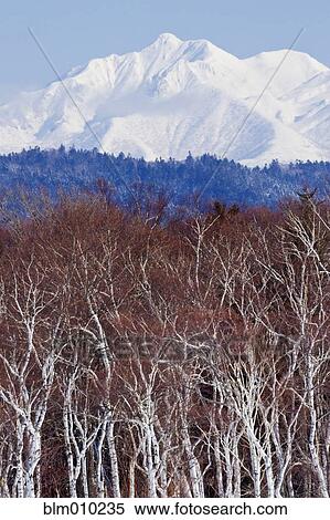 Trees in front of snow covered Mount Shari View Large Photo Image Stock Photography - Trees in front of snow covered Mount Shari. Fotosearch