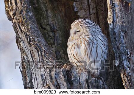 Ural owl perching in nest cavity View Large Photo Image Stock Image - Ural owl perching in nest cavity. Fotosearch