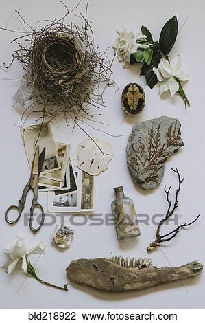 Vintage photographs, nest, scissors and natural objects View Large Photo Image Stock Image - Vintage photographs, nest, scissors and natural objects. Fotosearch