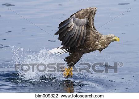 White-tailed eagle catching fish View Large Photo Image Stock Image - White-tailed eagle catching fish. Fotosearch