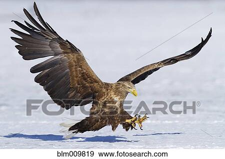 Stock Photo - White-tailed eagle landing in snow. Fotosearch
