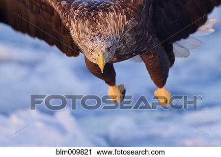 White-tailed sea eagle flying View Large Photo Image Stock Image - White-tailed sea eagle flying. Fotosearch