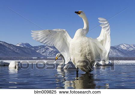 Whooper swan on Lake Kussharo View Large Photo Image Stock Photography - Whooper swan on Lake Kussharo. Fotosearch