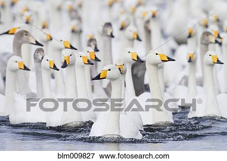 Whooper swans swimming in lake View Large Photo Image Stock Photo - Whooper swans swimming in lake. Fotosearch