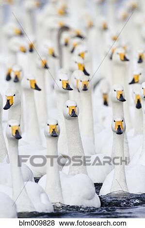 Stock Photo - Whooper swans swimming in lake. Fotosearch