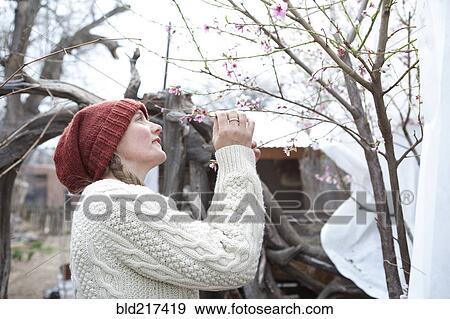 Woman admiring flowering tree branches in garden View Large Photo Image Stock Photo - Woman admiring flowering tree branches in garden. Fotosearch