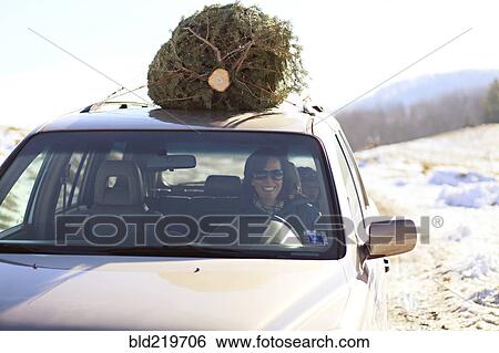 Stock Photograph - Woman driving Christmas tree home on car roof. Fotosearch