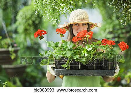 Stock Image - Caucasian woman carrying tray of flowers. Fotosearch