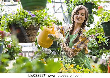 Stock Photo - Caucasian woman watering plants in nursery. Fotosearch
