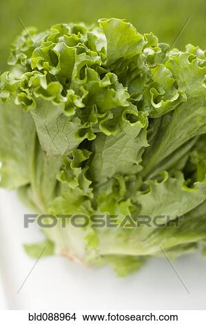 Close up of chicory lettuce View Large Photo Image Picture - Close up of chicory lettuce. Fotosearch