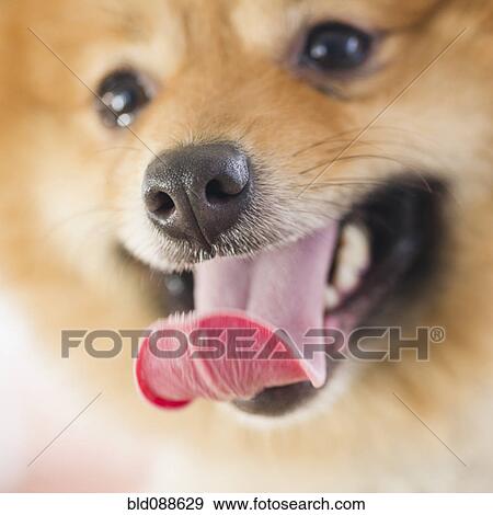 Stock Photo - Close up of Pomeranian dog's face. Fotosearch