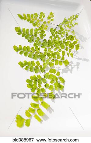 Stock Photo - Delicate Queen Kimberly fern leaf. Fotosearch