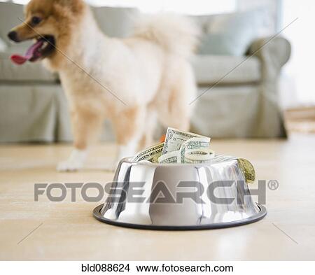 Picture - Dog dish full of money. Fotosearch