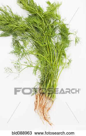 Fresh picked dill with roots View Large Photo Image Stock Image - Fresh picked dill with roots. Fotosearch