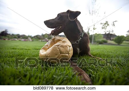 Stock Photo - Happy dog sitting in grass with punctured soccer ball. Fotosearch