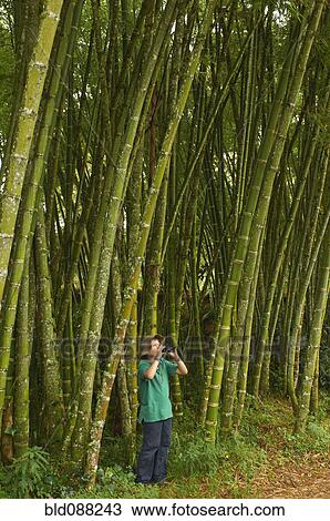 Hispanic boy standing in woods with binoculars View Large Photo Image Stock Image - Hispanic boy standing in woods with binoculars. Fotosearch