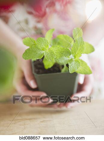 Stock Photo - Korean woman holding mint in pot. Fotosearch