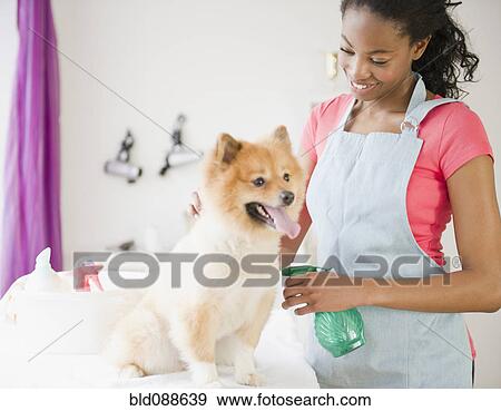 Stock Photo - Mixed race pet groomer grooming Pomeranian dog. Fotosearch