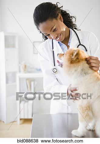 Stock Photo - Mixed race veterinarian examining Pomeranian dog. Fotosearch