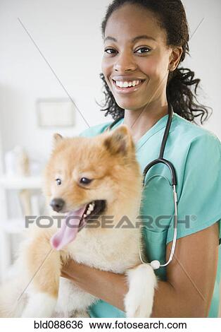 Stock Photograph - Mixed race veterinarian holding Pomeranian dog. Fotosearch