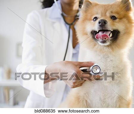 Stock Photography - Mixed race veterinarian listening to Pomeranian dog's heartbeat. Fotosearch