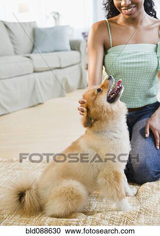 Mixed race woman petting Pomeranian dog View Large Photo Image Stock Image - Mixed race woman petting Pomeranian dog. Fotosearch