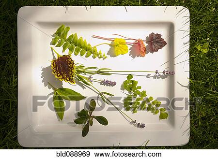Stock Photo - Mountain laurel, coleus, Queen Kimberly fern, lavender, ajuga and boston fern on platter. Fotosearch