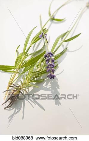 Munstead flower or lavender View Large Photo Image Stock Photo - Munstead flower or lavender. Fotosearch
