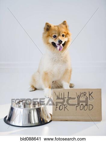 Stock Image - Pomeranian dog next to sign Will Work for Food. Fotosearch