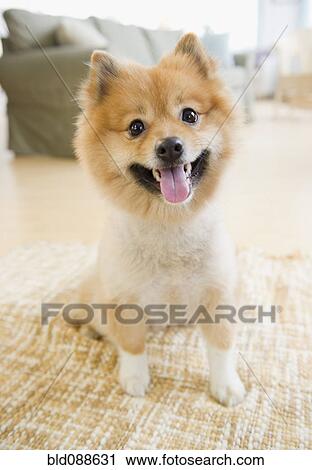 Pomeranian dog sitting on living room floor View Large Photo Image Stock Image - Pomeranian dog sitting on living room floor. Fotosearch