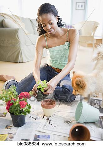 Picture - Pomeranian dog watching mixed race woman potting plants. Fotosearch