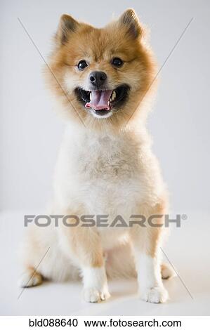 Stock Image - Portrait of Pomeranian dog. Fotosearch