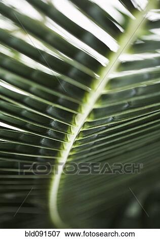 Stock Photo - Close up green of plant leaf. Fotosearch