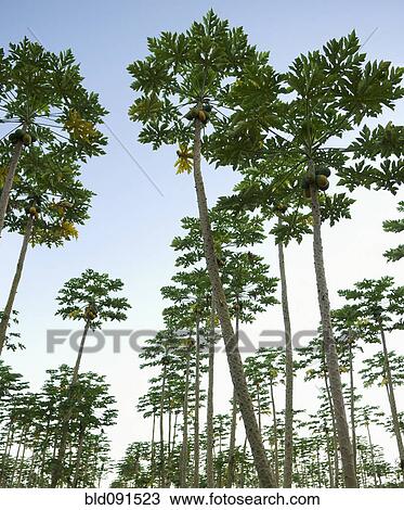 Coconut trees growing in orchard View Large Photo Image Stock Image - Coconut trees growing in orchard. Fotosearch
