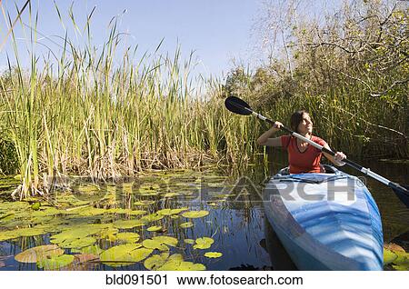 Stock Image - Hispanic woman paddling kayak in everglades. Fotosearch