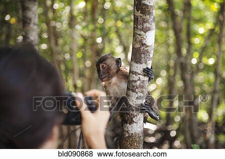 Hispanic woman taking photograph of monkey in jungle View Large Photo Image Stock Photo - Hispanic woman taking photograph of monkey in jungle. Fotosearch