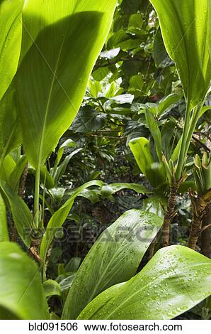 Lush vegetation in wet rainforest View Large Photo Image Stock Photograph - Lush vegetation in wet rainforest. Fotosearch
