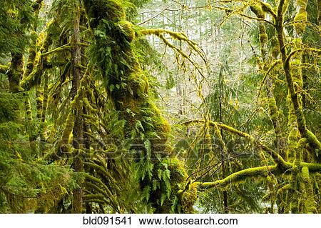 Moss growing on forest trees View Large Photo Image Stock Image - Moss growing on forest trees. Fotosearch