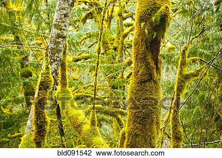 Stock Image - Moss growing on forest trees. Fotosearch