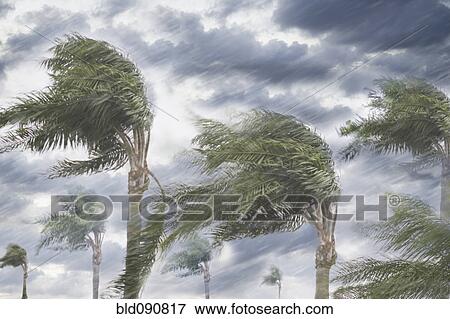 Rain and storm winds blowing trees View Large Photo Image Stock Photo - Rain and storm winds blowing trees. Fotosearch