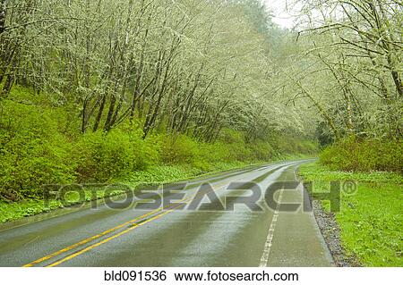 Stock Photograph - Remote highway through forest. Fotosearch