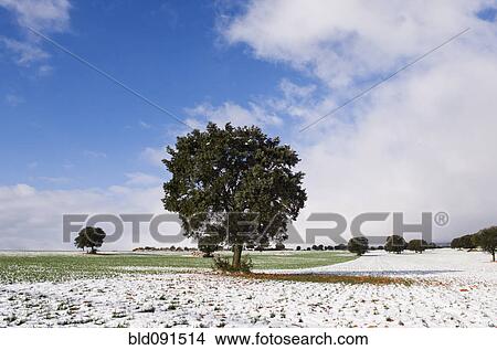 Picture - Tree growing in snow covered field. Fotosearch