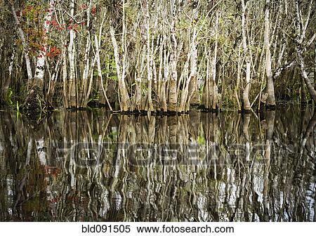 Stock Photography - Trees growing the water of the everglades. Fotosearch