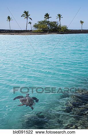 Stock Image - Turtle swimming in tropical water. Fotosearch