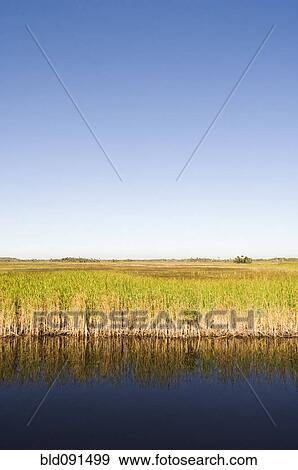 Water and grass in everglades View Large Photo Image Stock Photo - Water and grass in everglades. Fotosearch