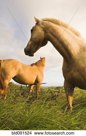 Picture - Wild horses standing in field. Fotosearch