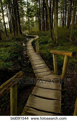 Wooden walkway through forest View Large Photo Image Picture - Wooden walkway through forest. Fotosearch