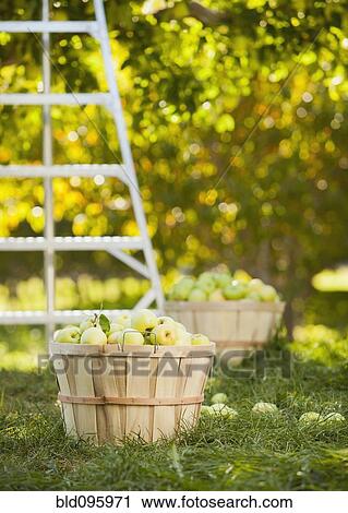 Baskets of apples in orchard View Large Photo Image Stock Image - Baskets of apples in orchard. Fotosearch