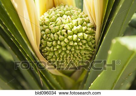 Close up of exotic Thai plant View Large Photo Image Picture - Close up of exotic Thai plant. Fotosearch