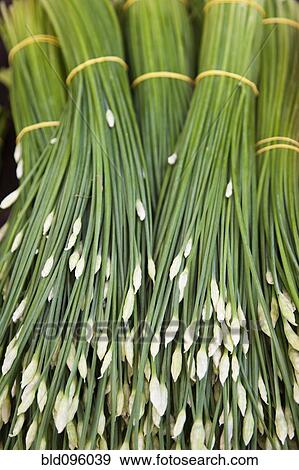 Stock Photo - Close up of rice stalks. Fotosearch